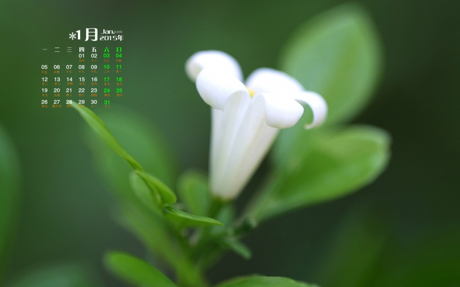 2015年1月日历清新养眼植物花卉宽屏高清电脑桌面壁纸