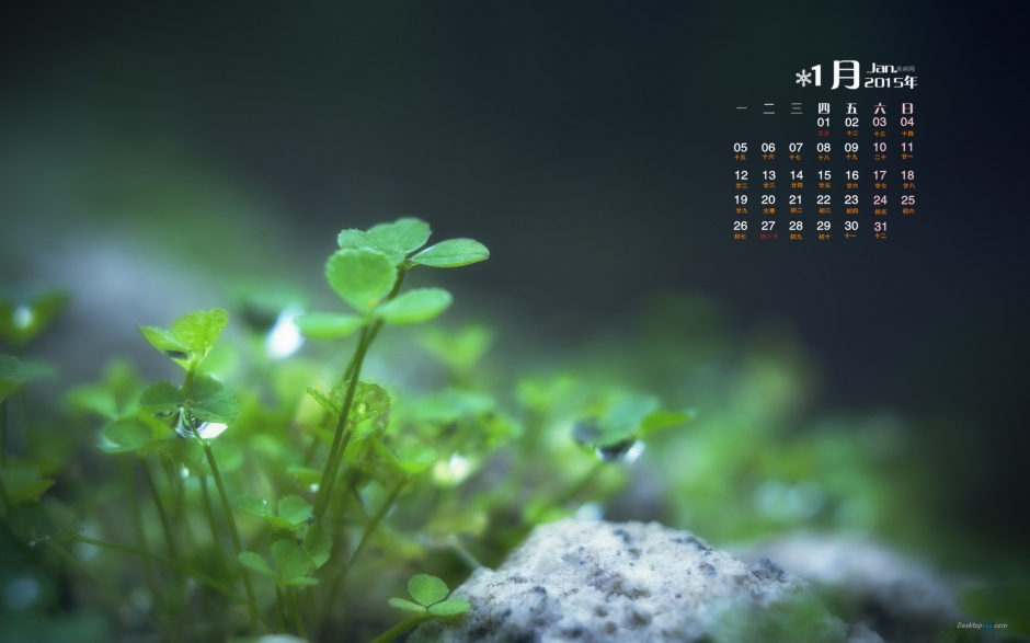 2015年1月日历绿色养眼植物三叶草高清电脑桌面壁纸