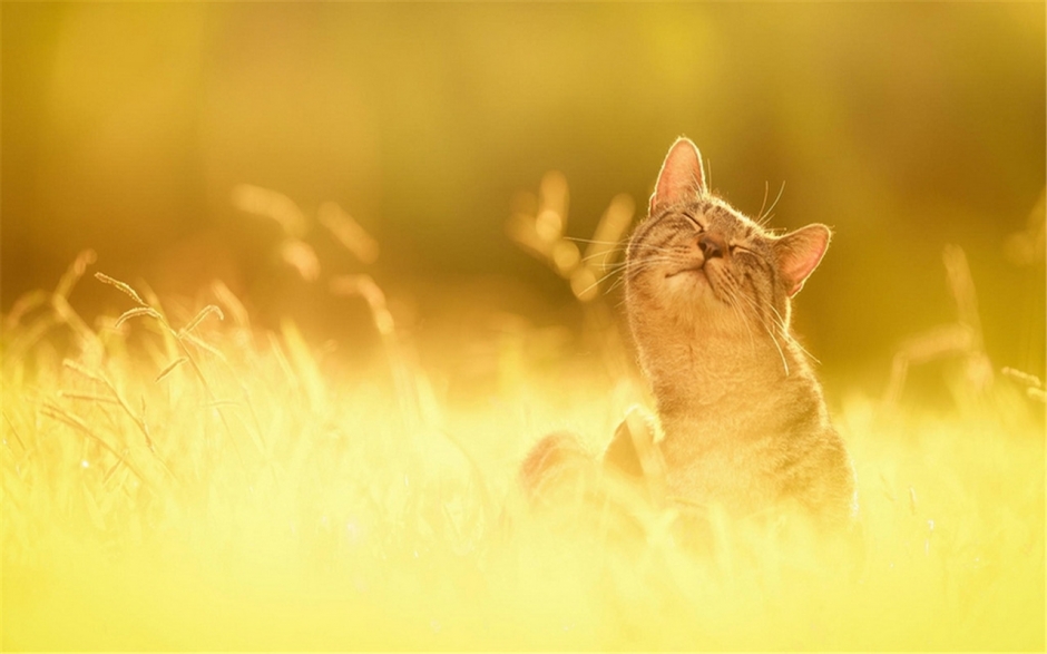 动物壁纸 可爱猫咪高清图片壁纸