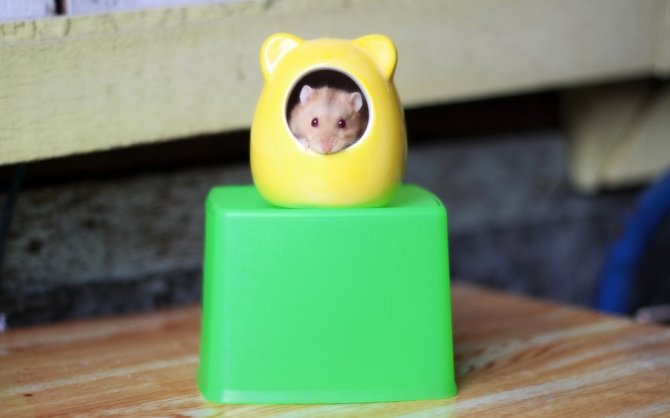 可爱的动物壁纸 可爱的动物南极企鹅图片壁纸