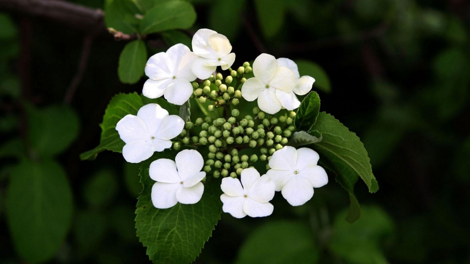 白色琼花壁纸