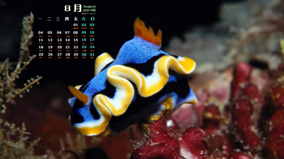 2014年8月日历桌面壁纸神秘梦幻的海底世界高清图片