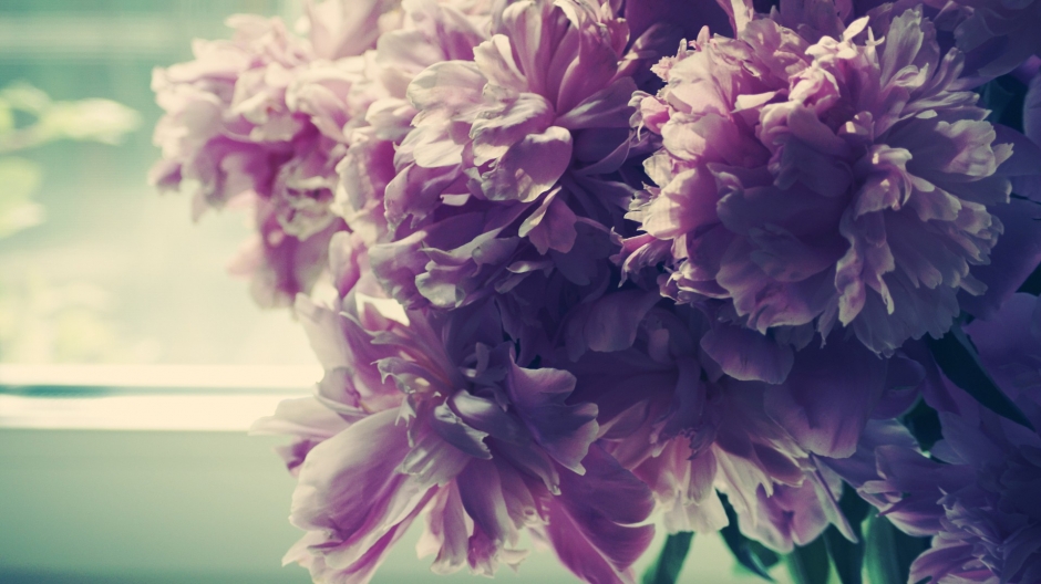 绚丽多彩的好看花卉花朵植物图片桌面壁纸高清