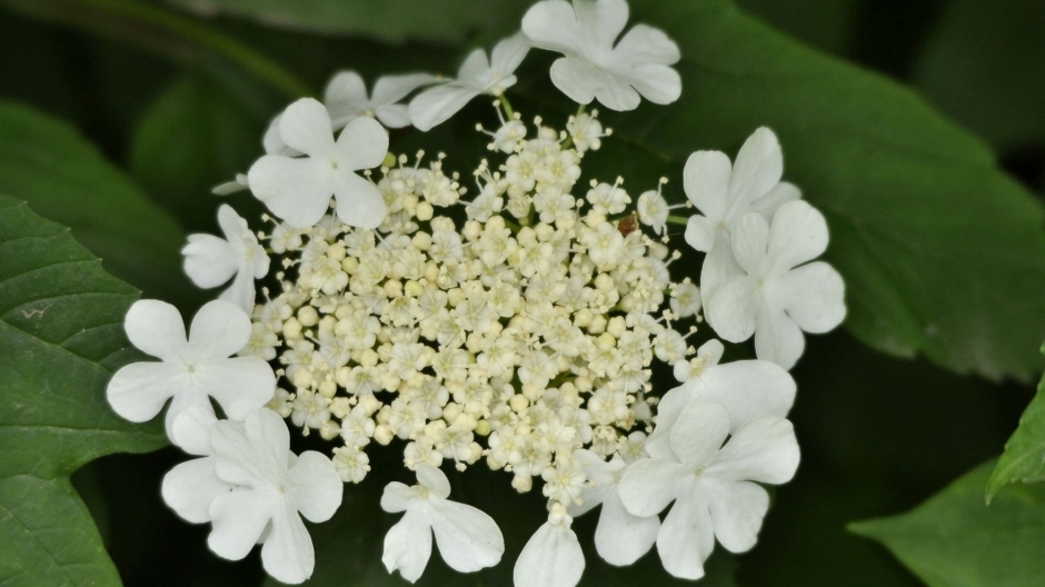 白色琼花壁纸