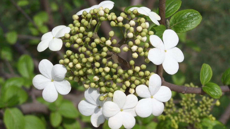 白色琼花壁纸