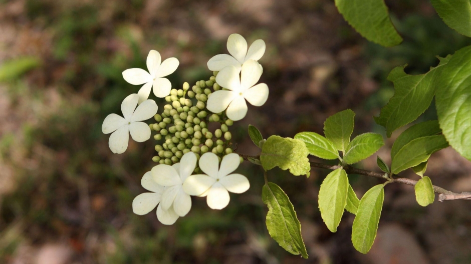 白色琼花壁纸