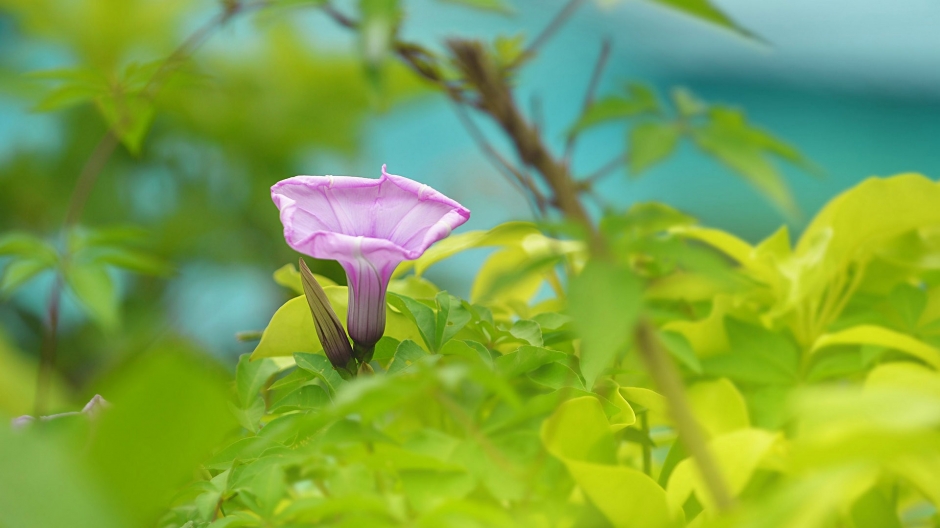 朦胧唯美牵牛花高清图片壁纸