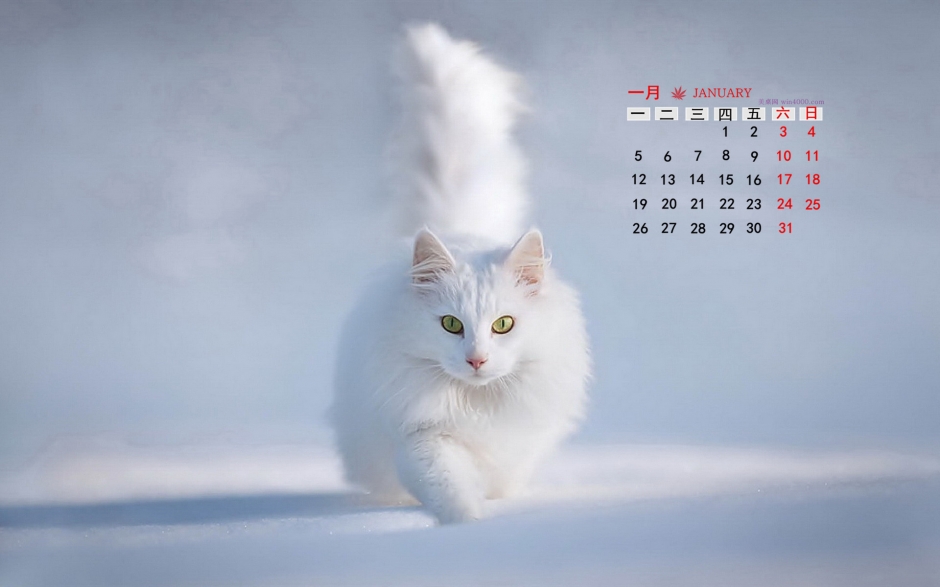 动物壁纸高清图片 可爱的萌猫宽屏大图