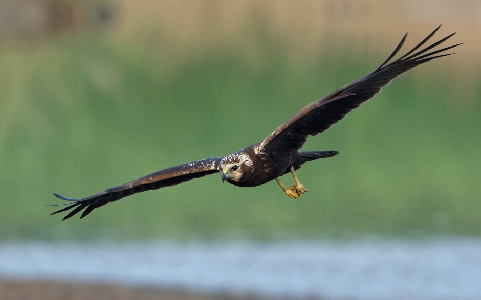 动物壁纸高清图片 可爱的萌猫宽屏大图