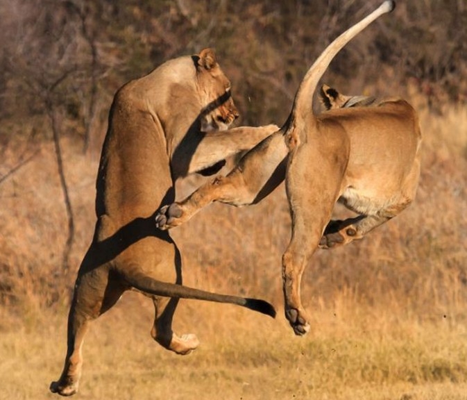 南非狮子滑稽的打斗瞬间