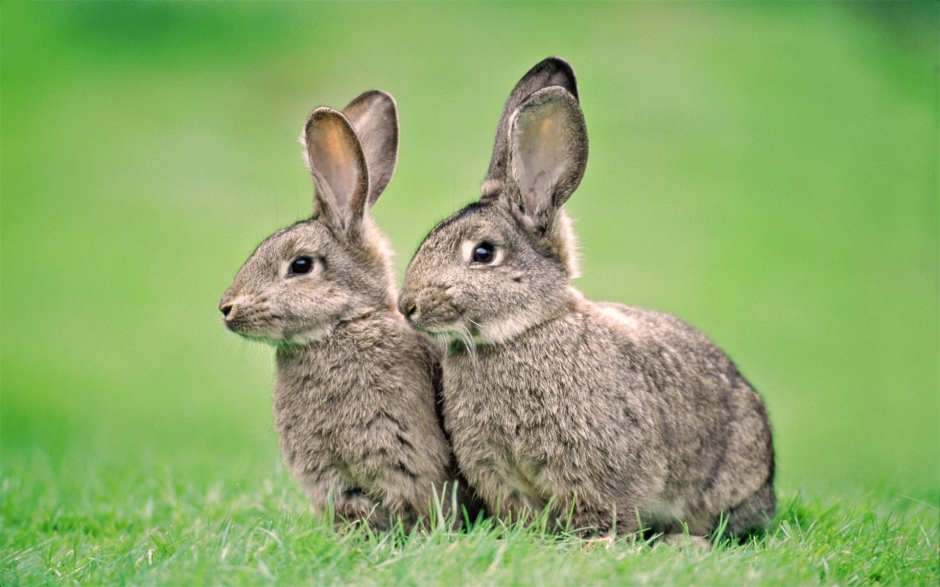动物壁纸高清可爱图片大全 超可爱兔子萌萌哒高清摄影动物壁纸