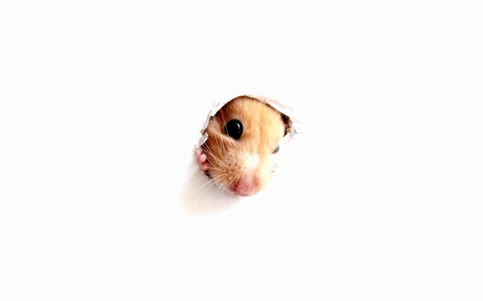 动物壁纸仓鼠 可爱小仓鼠高清图片动物电脑壁纸