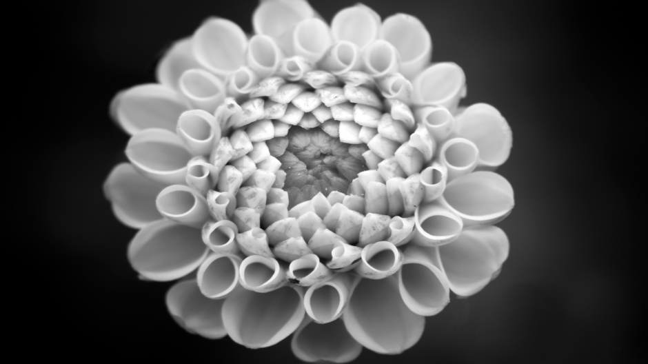 黑白创意壁纸高清 黑白色调植物花朵创意设计图集
