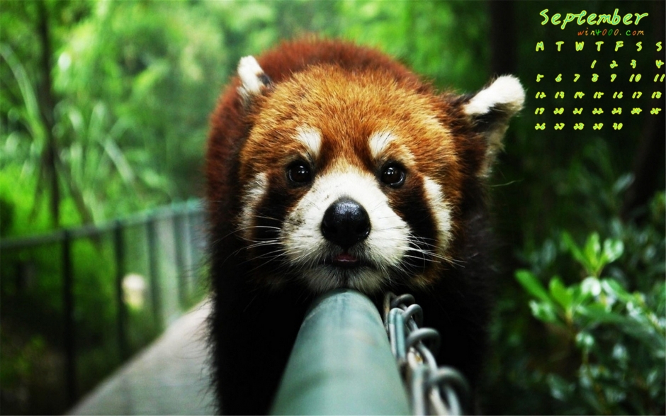 动物壁纸高清图片 可爱的萌猫宽屏大图