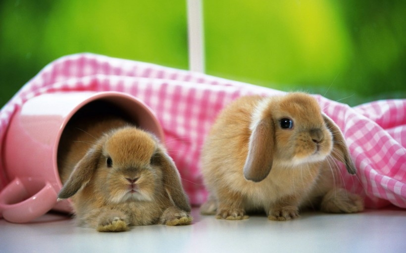 可爱小兔子图片