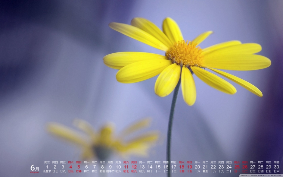 2016年6月日历清新唯美花卉电脑桌面壁纸下载