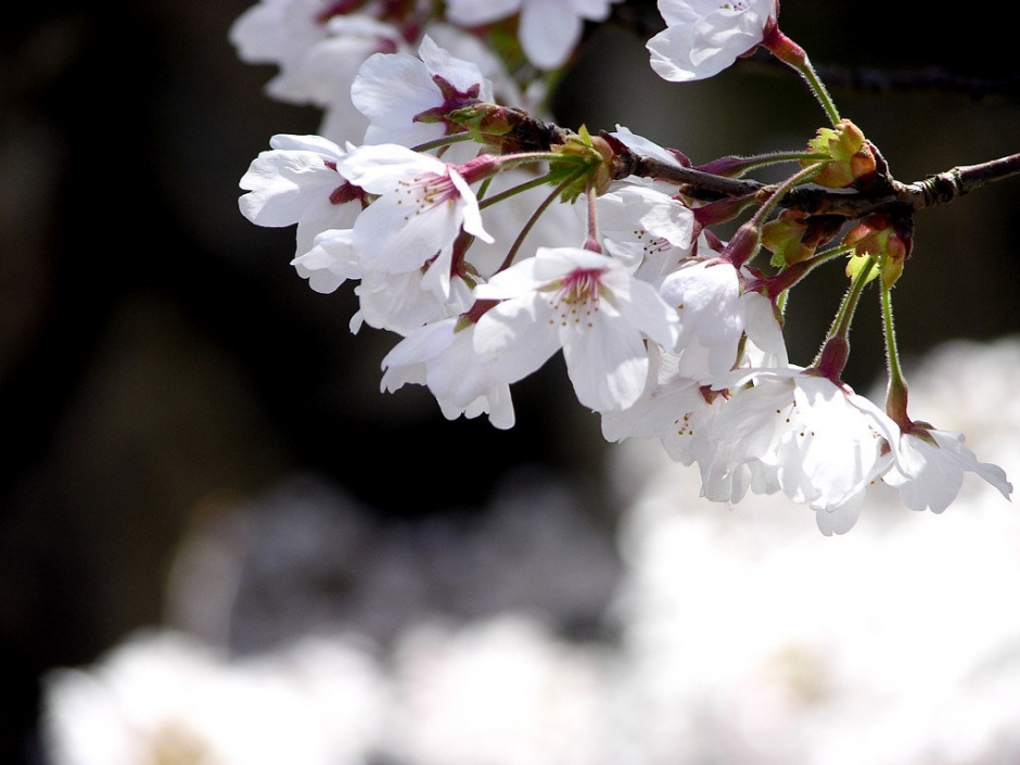 山花烂漫特写图片高清桌面壁纸