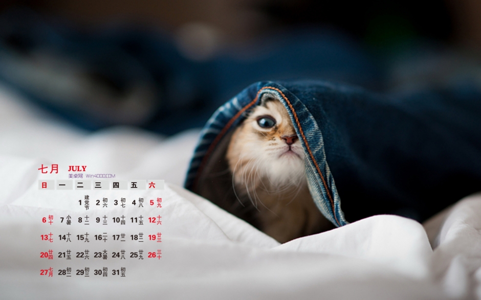 2014年7月日历壁纸萌宠可爱猫咪搞怪图片