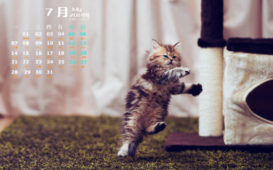 2014年7月日历壁纸萌宠可爱猫咪搞怪图片