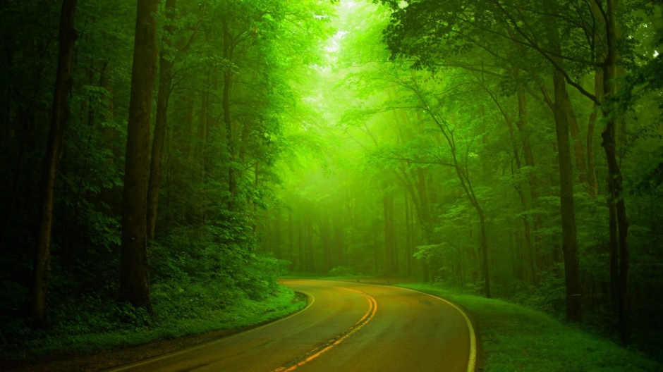 护眼的绿色森林风景桌面壁纸