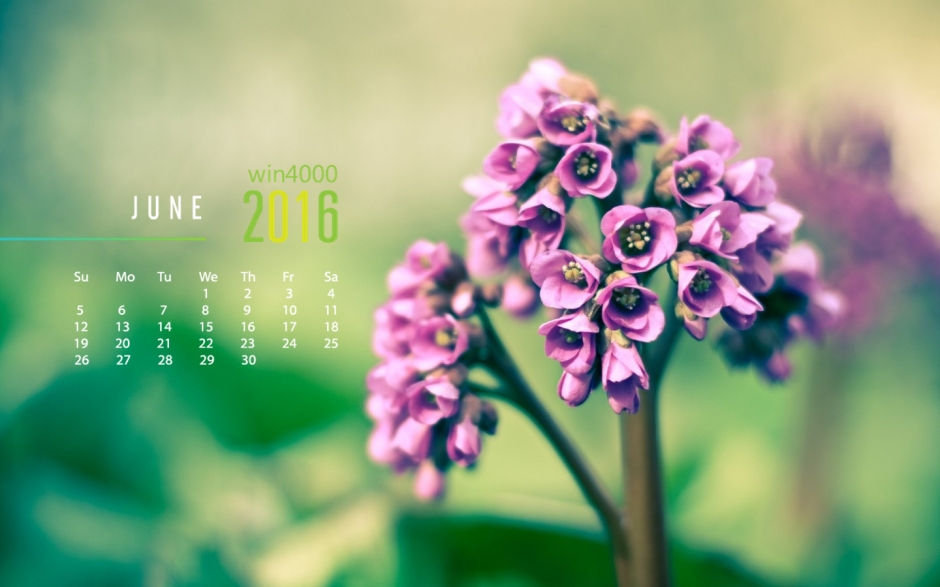 2016年6月日历清新春天花卉摄影桌面壁纸下载