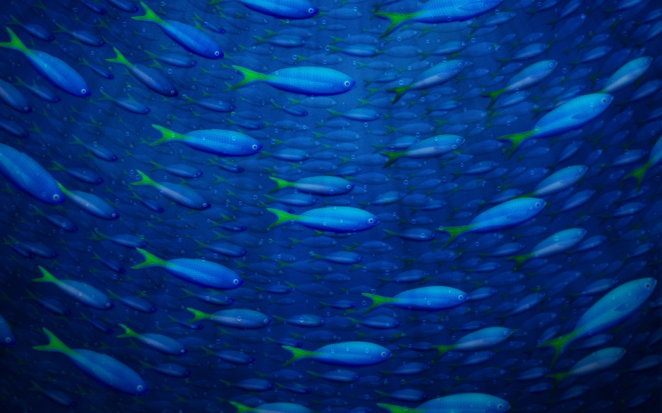 深蓝海底万千鱼儿桌面高清壁纸