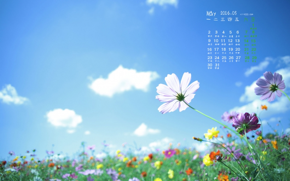 2016年5月日历蓝天下的花丛桌面壁纸