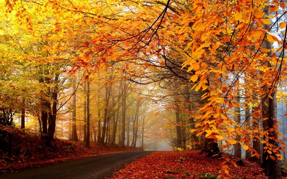 深秋落叶唯美自然风景桌面壁纸