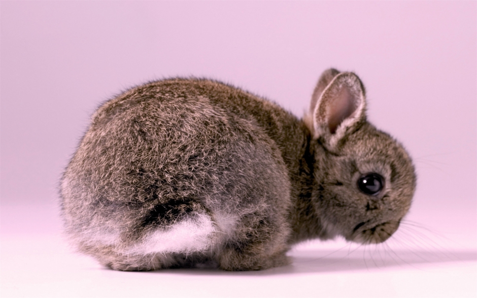 动物壁纸可爱兔子图片大全 可爱的兔子温馨图片高清