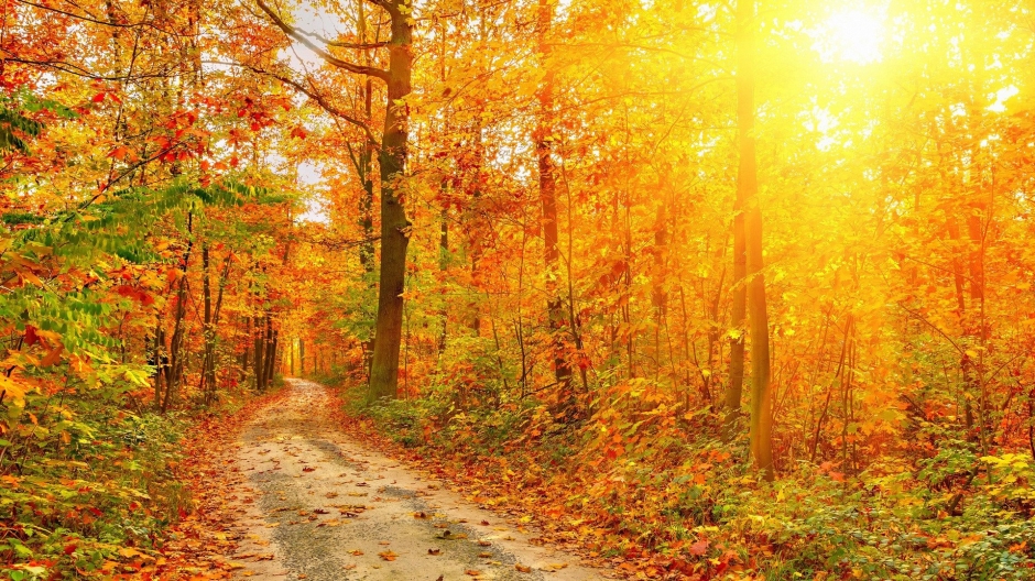 世上最美的秋天林间小路图片电脑桌面壁纸下载第二辑