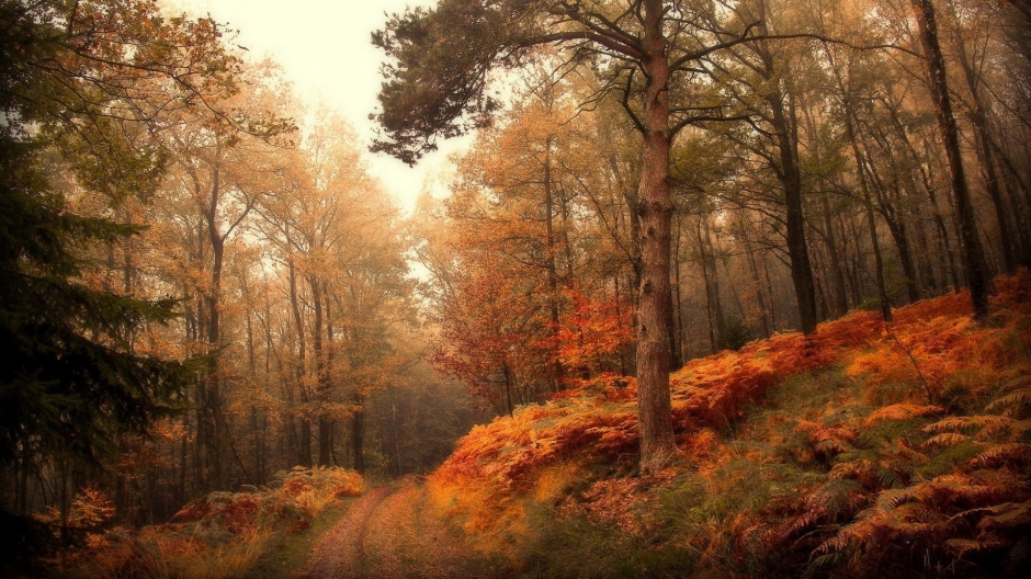 世上最美的秋天林间小路图片电脑桌面壁纸下载第二辑