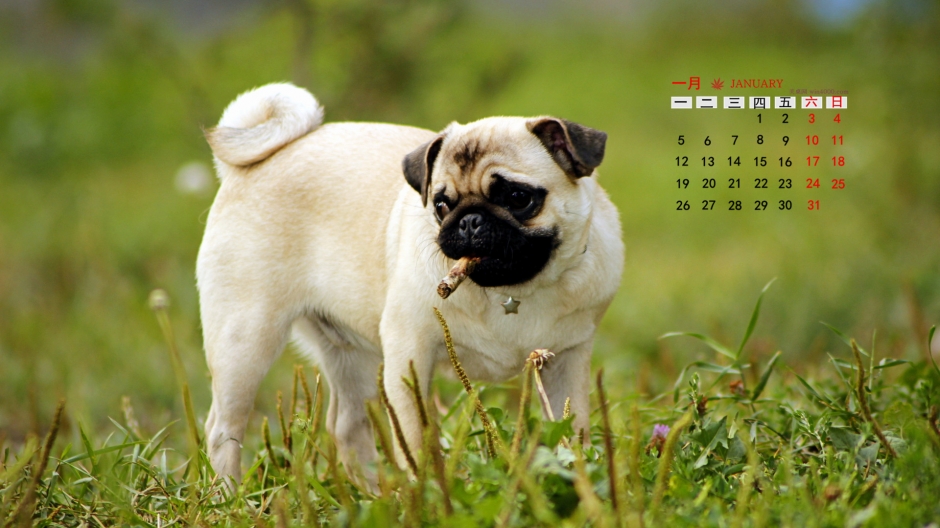 2015年1月日历壁纸绿色草地上玩耍的可爱狗狗高清素材图片下载