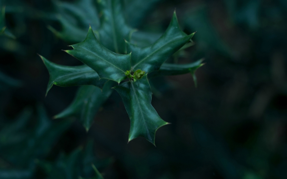 绿色护眼植物高清电脑桌面壁纸图片