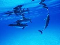 海豚图片大全 有关海豚的图片