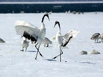 丹顶鹤图片大全 田野休闲的丹顶鹤