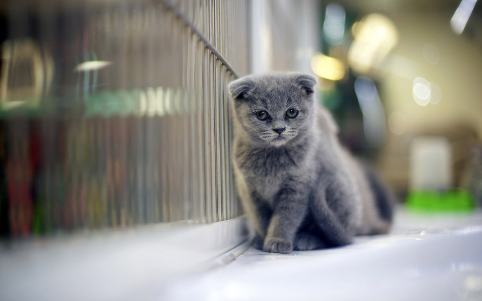 呆萌喵星人苏格兰折耳猫电脑壁纸