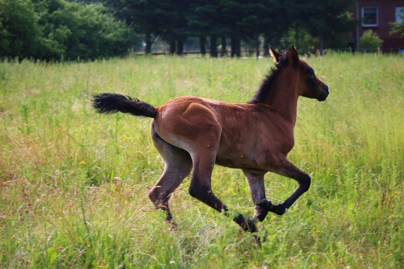 草原上奔驰飞跑的良驹宝马图片 十二生肖马
