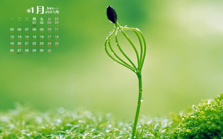 2015年1月日历清新养眼的绿色植物屏保高清电脑桌面壁纸下载