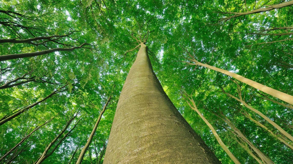 自然风景唯美图片绿色护眼电脑桌面壁纸