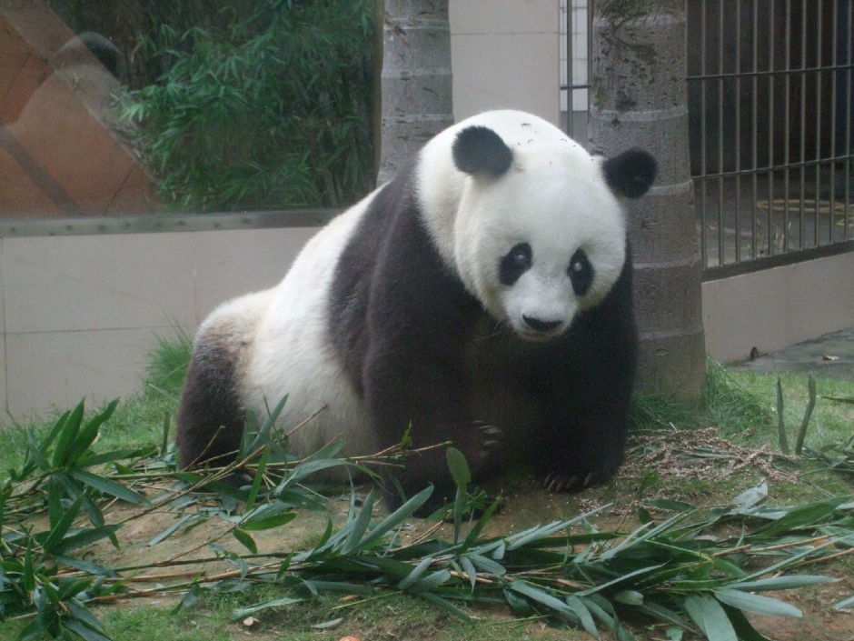 大熊猫图片大全图片 可爱大熊猫