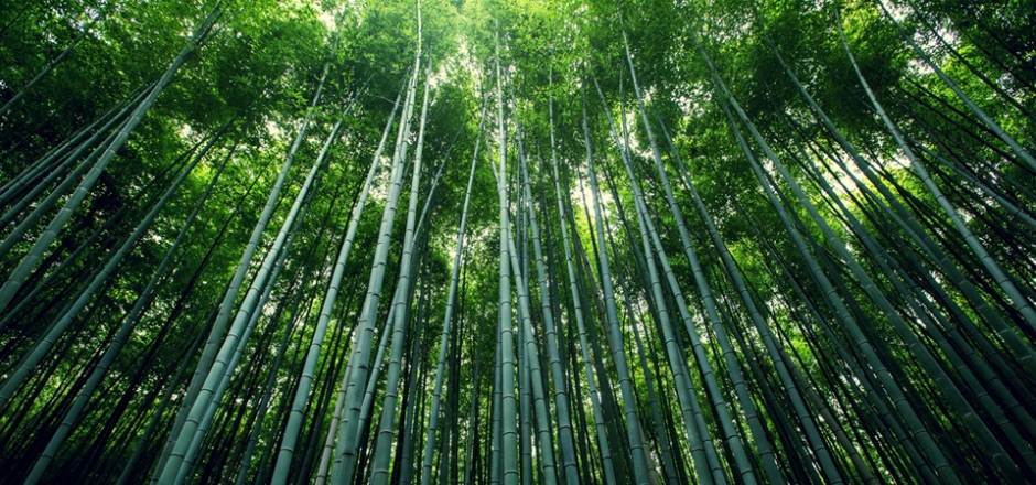 绿色的竹林，竹海，竹子，竹叶，护眼自然风景桌面壁纸