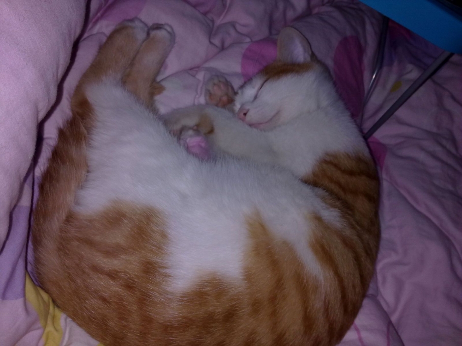 花猫图片大全 中国狸花猫图片