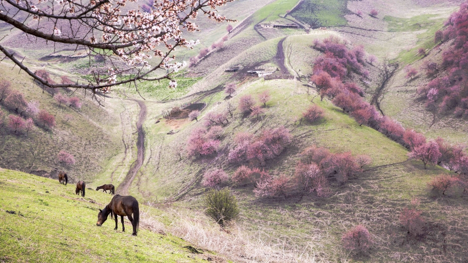 新疆伊犁优美风景壁纸图片 第一辑