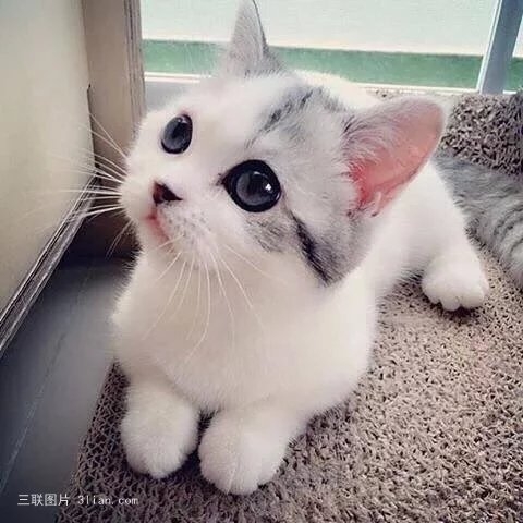 小奶猫图片 谁家的小奶猫