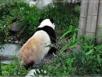 可爱熊猫图片大全 可爱的动物熊猫