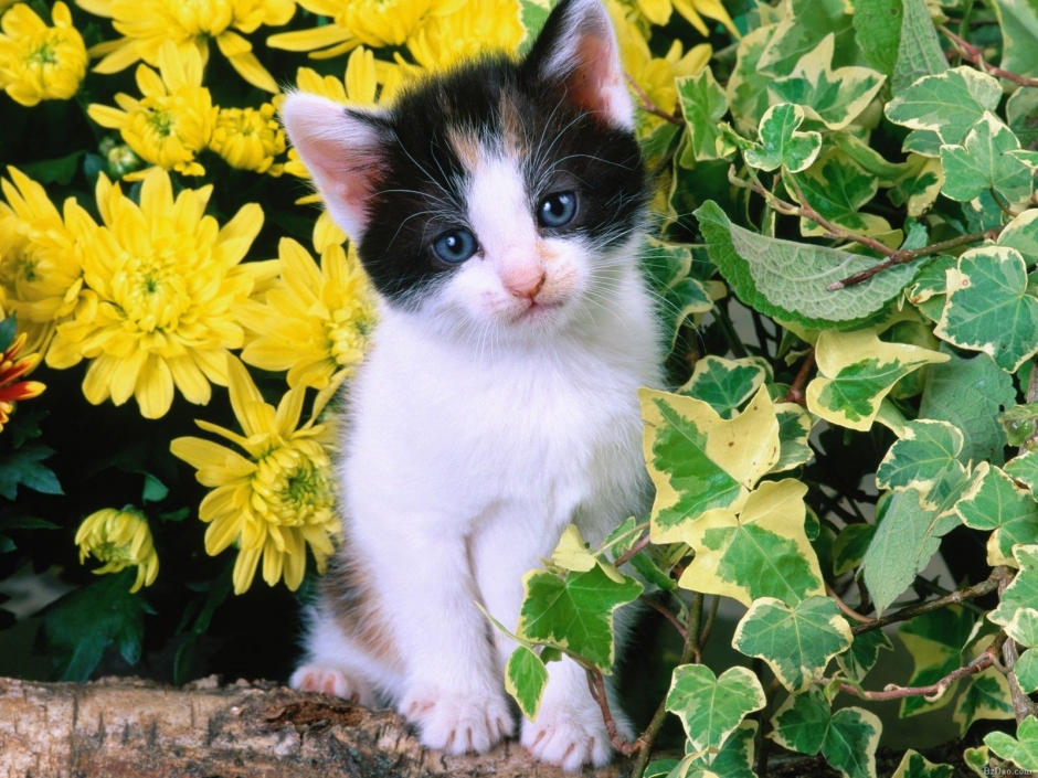 花猫图片大全 中国狸花猫图片