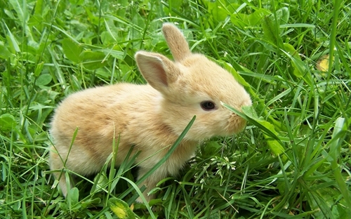 萌萌兔子图片 萌萌可爱小兔子