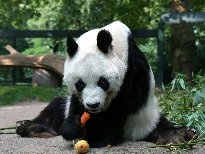 可爱熊猫图片大全 可爱的动物熊猫