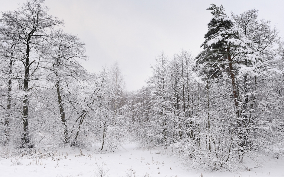 森林雪景图片大全 森林美丽的雪景图片高清