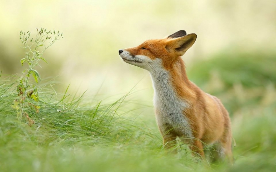 动物世界之狐狸高清壁纸
